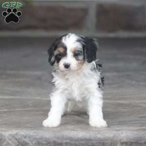 Casey, Cavapoo Puppy